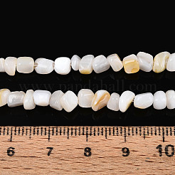 Natural Freshwater Shell Beads Strands&nbsp;SHEL-N038-06A