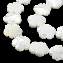 Natural Trochus Shell Beads Strands&nbsp;BSHE-E030-03