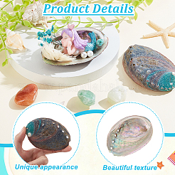 Natural Abalone Shell Display Decoration&nbsp;FIND-WH0817-038A