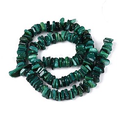 Natural Freshwater Shell Beads Strands&nbsp;SHEL-T020-41