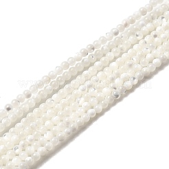 Natural White Shell Beads&nbsp;X-G-N0190-11-2mm