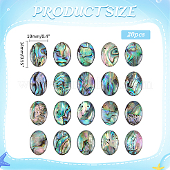 20Pcs Natural Paua Shell Cabochons with Enamel&nbsp;BSHE-WR0001-04