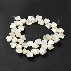 Natural White Shell Beads Strands&nbsp;SHEL-G014-15