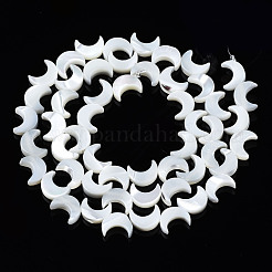 Natural Trochid Shell/Trochus Shell Beads Strands&nbsp;SSHEL-S266-025A-01