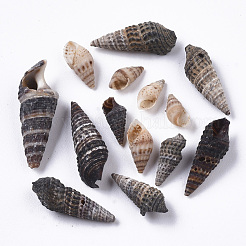 Natural Spiral Shell Beads&nbsp;SSHEL-S258-85
