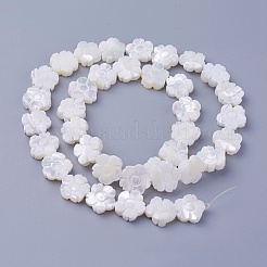 Shell Beads Strands&nbsp;SSHEL-E571-35