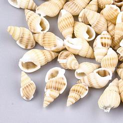 Natural Spiral Shell Beads&nbsp;SSHEL-R036-15