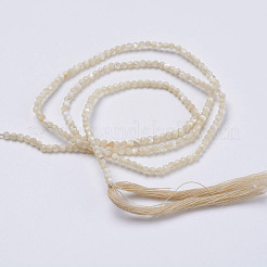 Natural Shell Beads Strands&nbsp;G-E354-03