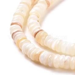 Shell Beads Strands&nbsp;SSHEL-E571-49I