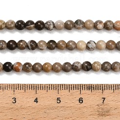 Natural Fossil Coral Beads Strands&nbsp;G-C288-A01-4mm