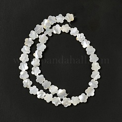 Natural White Shell Beads Strands&nbsp;SHEL-F003-07
