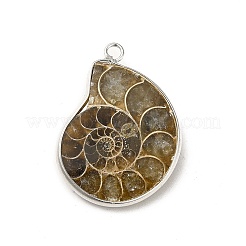 Natural Conch Fossil Pendants&nbsp;BSHE-E025-02P