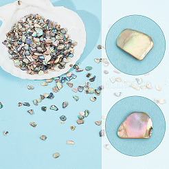 1 Bags Abalone Shell Flakes Cabochons&nbsp;SHEL-GA0001-17A