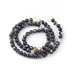 Natural Black Lip Shell Bead Strands&nbsp;X-SSHEL-Q298-02