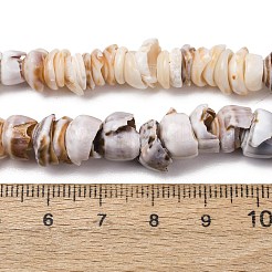 Natural Shell Beads Strands&nbsp;SH-CBA2978-03