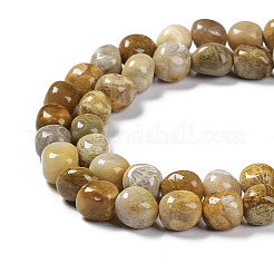 Natural Fossil Coral Beads Strands&nbsp;G-C038-02T