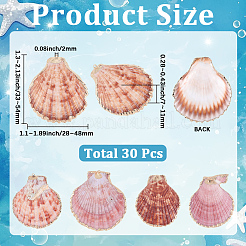 30Pcs Electroplated Natural Multicolor Sea Shell Pendants&nbsp;SSHEL-SC0001-59