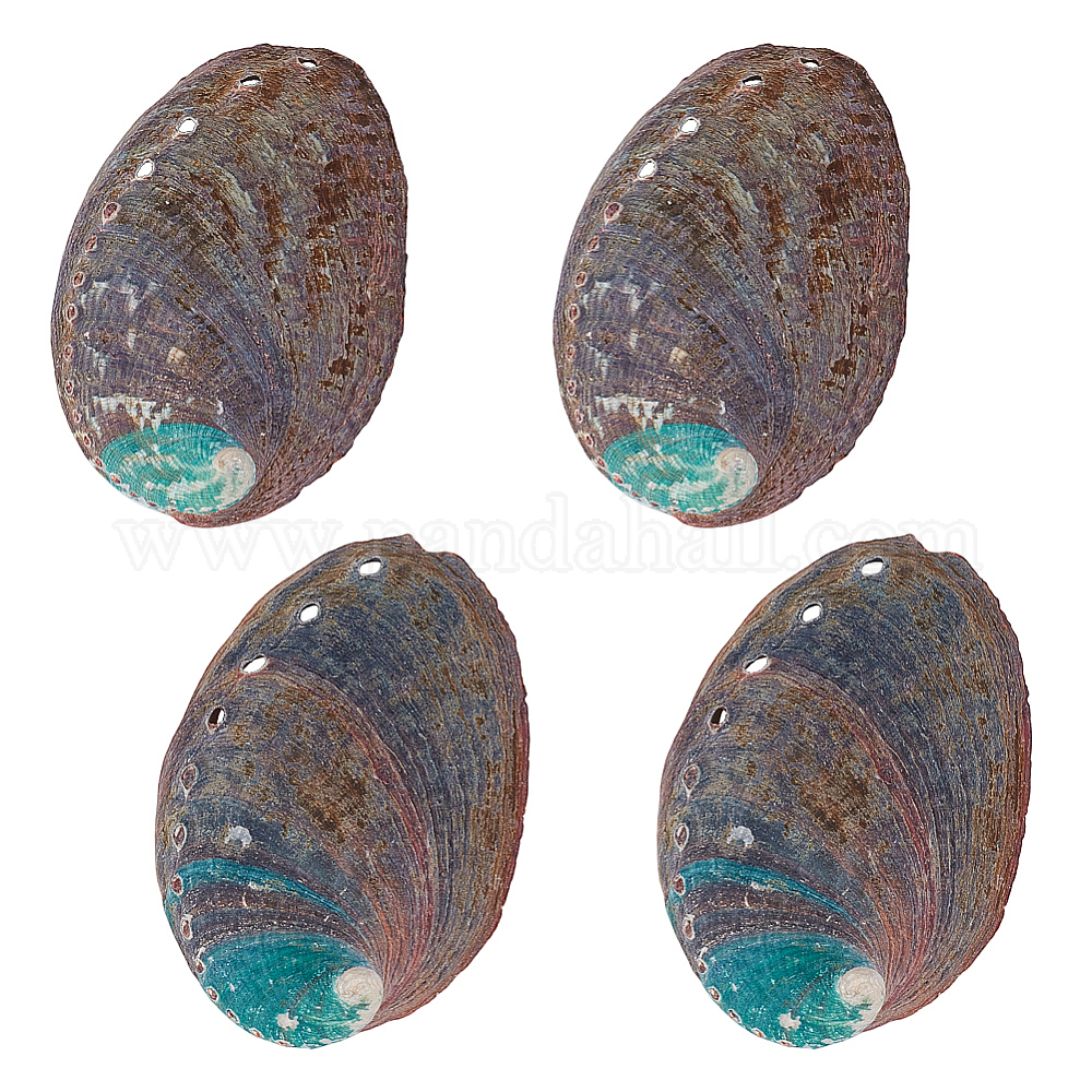 Wholesale Natural Abalone Shell Display Decoration - Pandahall.com
