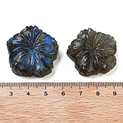 Natural Labradorite Carved Cabochons&nbsp;G-C152-06