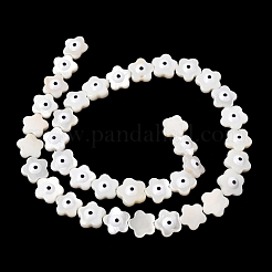 Natural Freshwater Shell Beads Strands&nbsp;SHEL-A006-03E