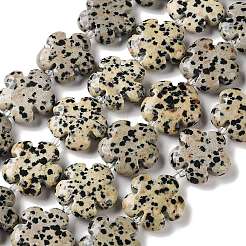 Natural Dalmatian Jasper Beads Strands&nbsp;G-L241A-22