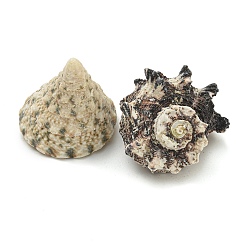 Natural Conch & Shell Beads&nbsp;SHEL-XCP0001-10