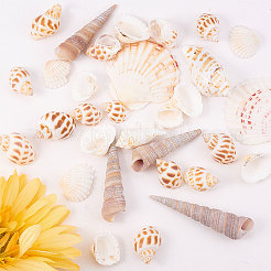 Natural Scallop Shell Beads&nbsp;SSHEL-CJ0001-02
