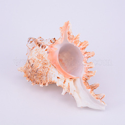 Natural Shell Display Decorations&nbsp;SSHEL-WH0001-19