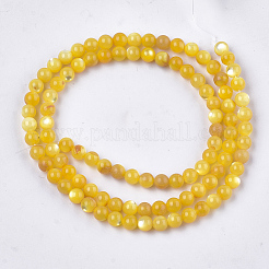 Yellow Shell Beads Strands&nbsp;SHEL-T012-50C