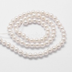Shell Pearl Bead Strands&nbsp;BSHE-L025-01-4mm
