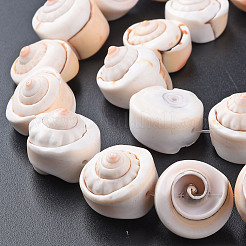 Natural Spiral Shell Bead Strands&nbsp;X-SSHEL-N034-106