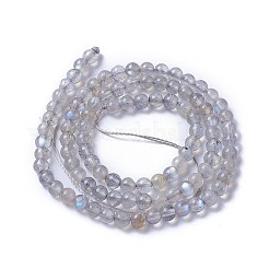 Natural Labradorite Beads Strands&nbsp;G-F627-10-A
