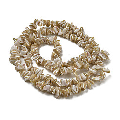 Natural Trochus Shell Beads Strands&nbsp;SSHEL-H072-09