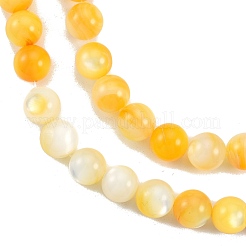 Natural Golden Yellow Shell Beads Strands&nbsp;SSHEL-G024-01D