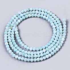 Natural Freshwater Shell Beads Strands&nbsp;BSHE-T009-01C