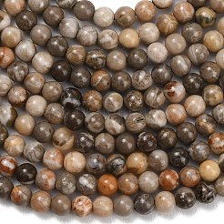 Natural Fossil Coral Beads Strands&nbsp;G-C288-A01-4mm
