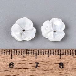 Natural White Shell Beads&nbsp;BSHE-T014-50