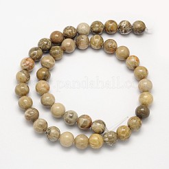 Natural Fossil Coral Round Bead Strands&nbsp;G-N0166-05-8mm