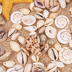 Natural Trumpet Shell Beads&nbsp;BSHE-PH0001-11