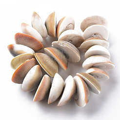 Natural Shell Beads Strands&nbsp;SSHEL-N034-101