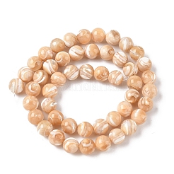 Natural Sea Shell Round Bead Strands&nbsp;SSHEL-M013-8mm-02