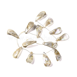 Electroplated Natural Freshwater Shell Beads Strands&nbsp;BSHE-S304-02