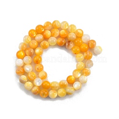 Natural Golden Yellow Shell Beads Strands&nbsp;SSHEL-G024-01B