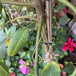 Copper Plant Growth Support&nbsp;DIY-NB00006