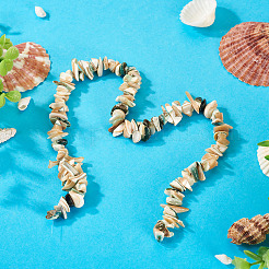 1 Strand Natural Seashell Shell Beads Strands&nbsp;SSHEL-TA0001-12