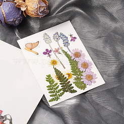 Pressed Dried Flowers&nbsp;DIY-YWC0001-94