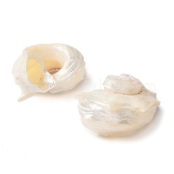 Natural Sea Shell Pendants&nbsp;SSHEL-C013-03