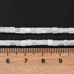 Natural Freshwater Shell Beads Strands&nbsp;BSHE-S304-08