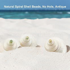 Natural Spiral Shell Beads&nbsp;SHEL-PH0001-42