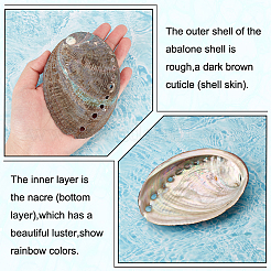 Natural Abalone Shell Display Decoration&nbsp;DJEW-WH0015-105